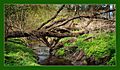 Im Urwald ;o)